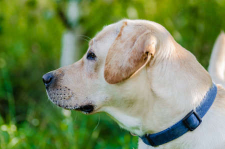 very cute young purebred labrador dog with beautiful brown white fur with brown eyes, ears, big head...