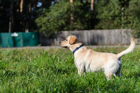 very cute young purebred labrador dog with beautiful brown white fur with brown eyes, ears, big head mouth teeth happily walking in the park on a nice sunny weather outdoorsの写真素材