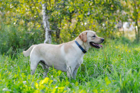 very cute young purebred labrador dog with beautiful brown white fur with brown eyes, ears, big head mouth teeth happily walking in the park on a nice sunny weather outdoorsの写真素材