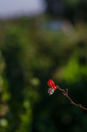 bush beans picturesque red rose blooms with white flowers in the garden area outdoors