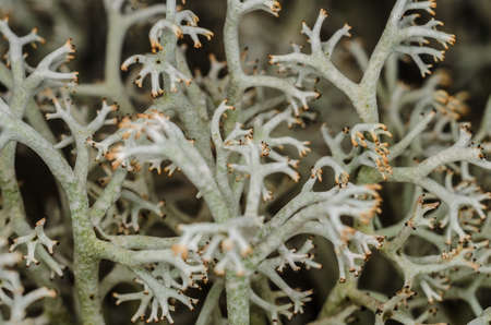 white bushy lichen moss closeup beautiful growing in a summer forestの写真素材