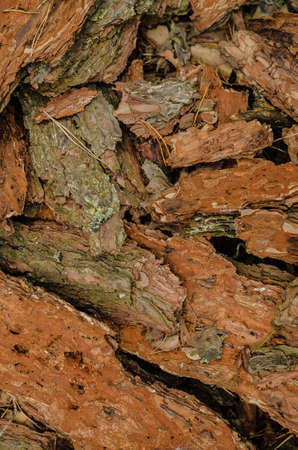 The fallen pine bark lies in a summer forest on earth