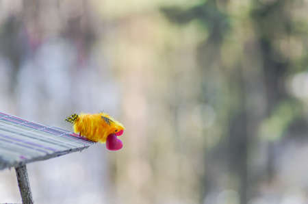 bird with red heart in its beak sitting on his house waiting for your soul mate and is ready to give his belovedの写真素材