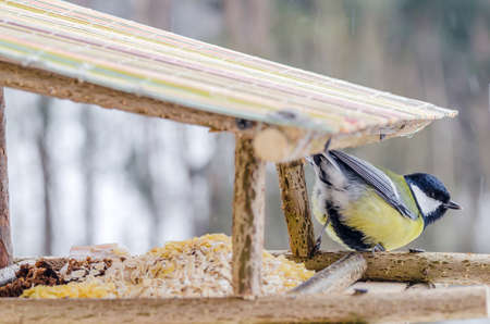 Tit - a small, lively, intelligent, clever, brave and always enterprising birds that flit from branch to branch and looking for food.の写真素材