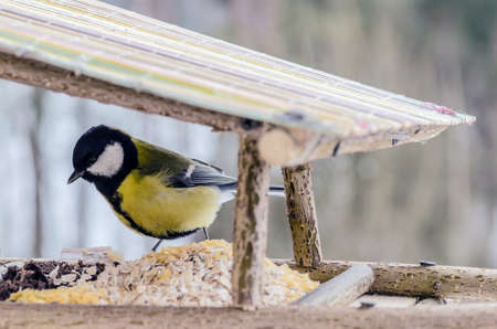 Tit - a small, lively, intelligent, clever, brave and always enterprising birds that flit from branch to branch and looking for food.の写真素材