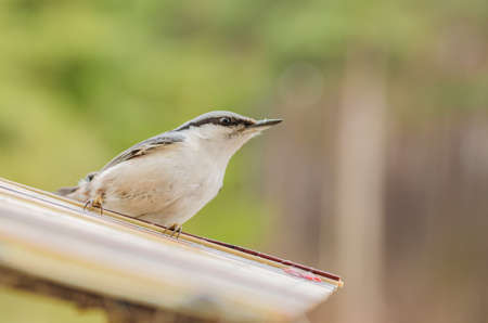 gray-white bird nuthatch with a large head, a short neck with a stocky body and a small tailの写真素材
