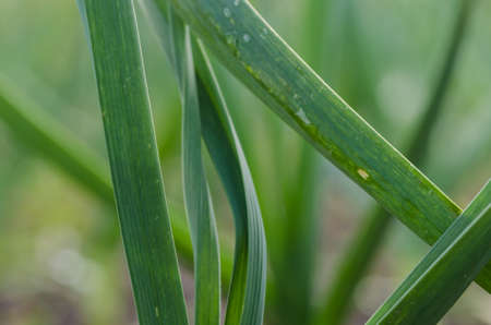 Garlic growing on the soil on the farmの写真素材