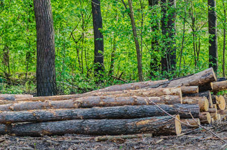 Folded trees are stacked, there is deforestation and logging