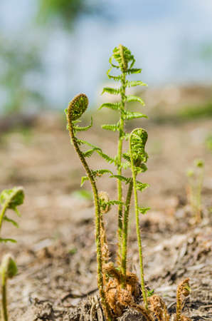 The stem of a green young fern starts a new lifeの写真素材