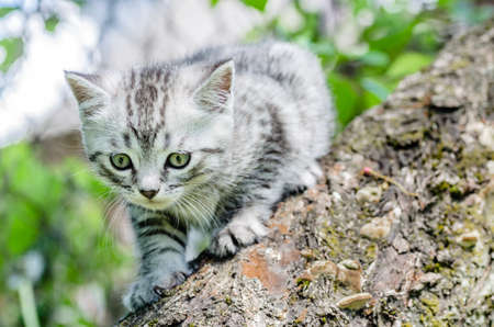 A cute kitten learns to take the first independent steps in the open airの写真素材