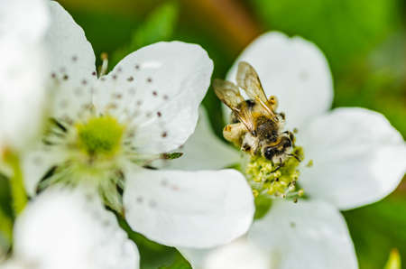 The insect bee collects honey on beautiful white flowers, shows diligence and perseverance.