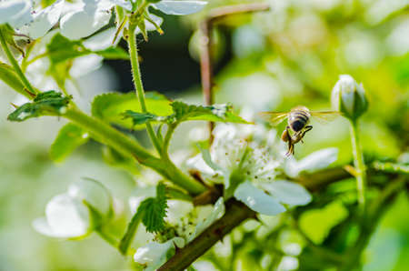 The insect bee collects honey on beautiful white flowers, shows diligence and perseverance.