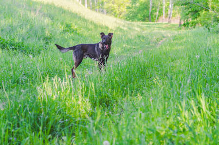 A dog without breed with brown wool walks through the meadow and enjoys walkingの写真素材