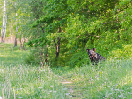 A dog without breed with brown wool walks through the meadow and enjoys walkingの写真素材