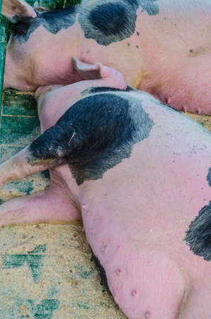 A mammal with a beautiful snout, resting and eating on the farm