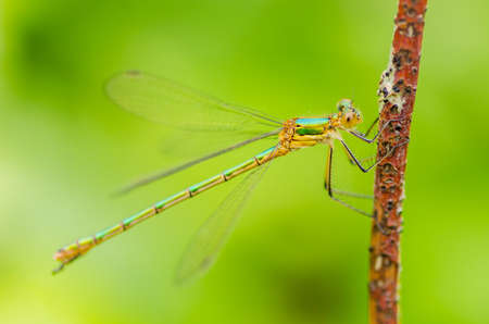 A beautiful dragonfly on a summer day sits on a green leaf with a colorful backgroundの写真素材