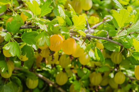 A bush of ripe yellow-green berries of gooseberry with a magnificent taste, grows in the garden in the summer.の写真素材