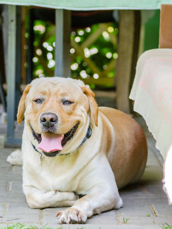 A beautiful happy Labrador dog, playing and resting in the summer, he has beautiful yellow wool and good health.の写真素材
