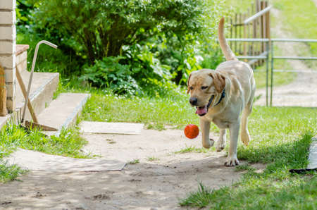 A beautiful happy Labrador dog, playing and resting in the summer, he has beautiful yellow wool and good health.の写真素材
