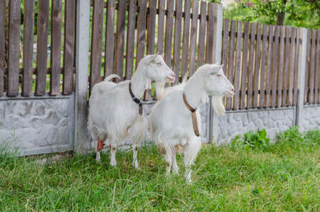 Beautiful multi-colored goats and goats with horns and wool, walking in the summer along the meadow and road eating grass.の写真素材