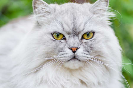 A gray cat with beautiful hair and intelligent eyes, walks in the open air catches birds.の写真素材