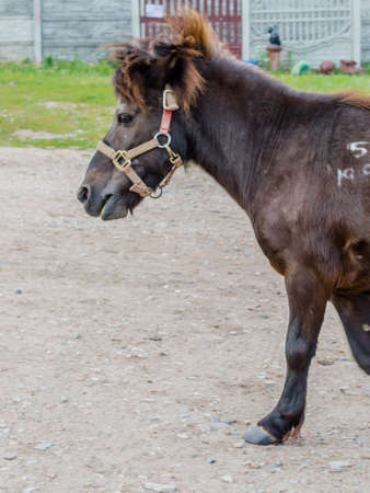 A beautiful playful pony brown horse walks around the farm, eats grass and runs through the meadow.の写真素材