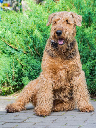 Airedale Terrier is a strong and muscular dog of medium size, with brown wool on the nature.の写真素材