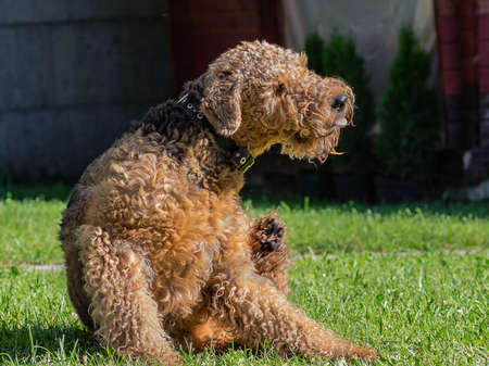 Airedale Terrier is a strong and muscular dog of medium size, with brown wool on the nature.の写真素材