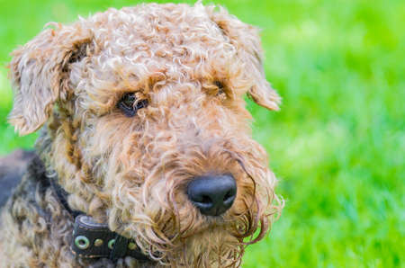 Airedale Terrier is a strong and muscular dog of medium size, with brown wool on the nature.