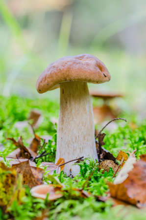 beautiful mushroom grows in the autumn fairy forest, among the trees of moss, grass and leavesの写真素材