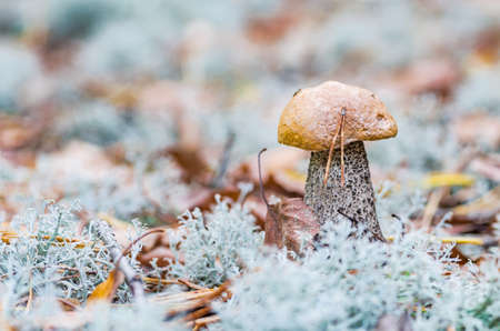 beautiful mushroom grows in the autumn fairy forest, among the trees of moss, grass and leavesの写真素材