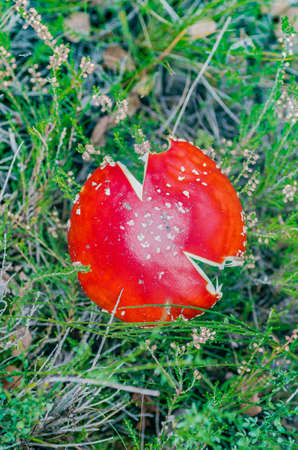 beautiful mushroom grows in the autumn fairy forest, among the trees of moss, grass and leavesの写真素材