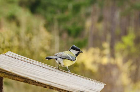 wild beautiful bird with a yellow belly in the fall looking for food in the feederの写真素材
