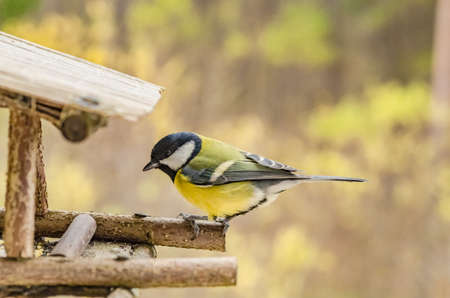 wild beautiful bird with a yellow belly in the fall looking for food in the feederの写真素材