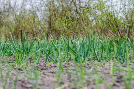 young green garlic sprouts in nature spring from the ground in the garden, tasty healthy and vegetarian foodの写真素材