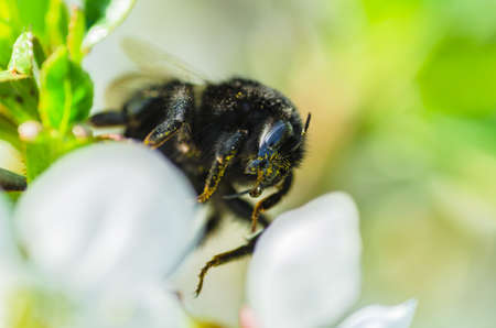 beautiful bumblebee in yellow pollen closeup on white flower cherry blossoms spring in the gardenの写真素材
