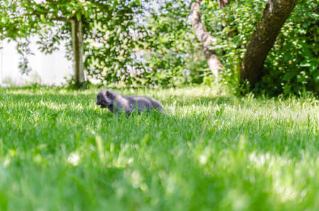 A cute kitten learns to take the first independent steps in the open airの写真素材