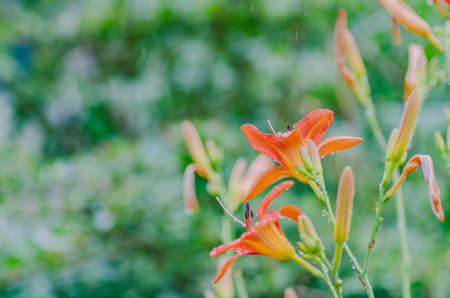 orange Lily flower in the summer grows in the garden, pleases with its flowering and beauty of floristsの写真素材