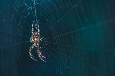 brown scary spider predator insect on a light background in the wild, close-up beautiful spooky spiderの写真素材