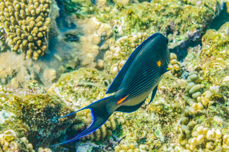 red sea coral reef