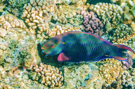 red sea coral reefの写真素材