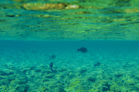 red sea coral reef