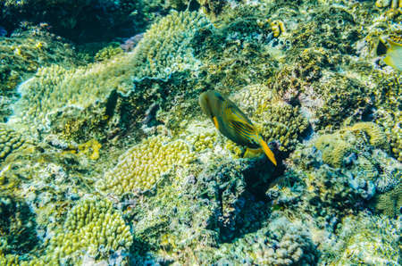 red sea coral reefの写真素材
