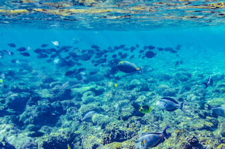 red sea coral reef