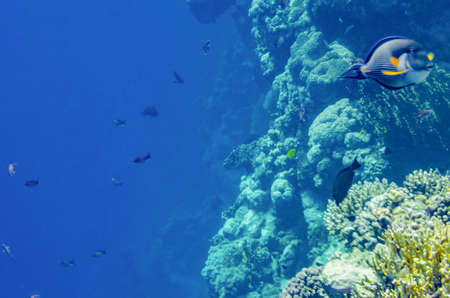 red sea coral reef