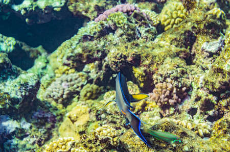 red sea coral reef