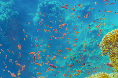 red sea coral reefの写真素材