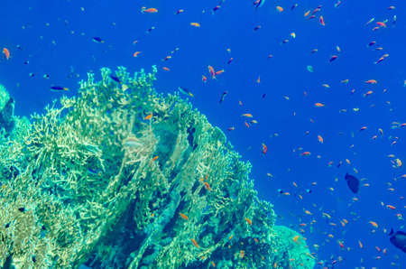 red sea coral reef