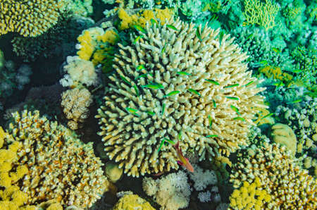 red sea coral reefの写真素材