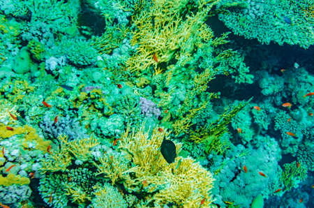 red sea coral reefの写真素材